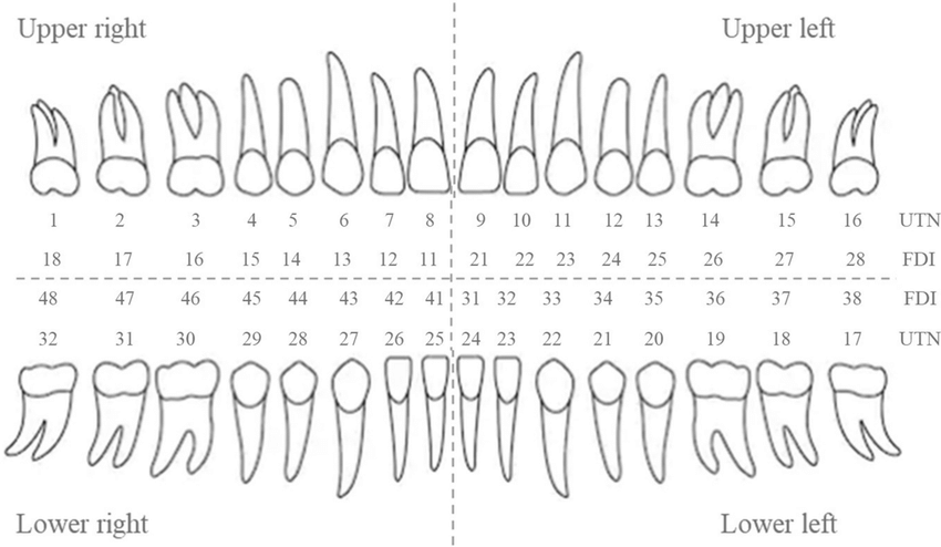 Numeración universal dental: 4 cuadrantes y nombres importantes de dientes
