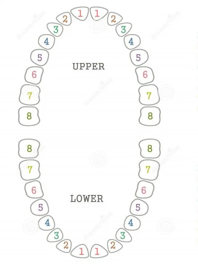 teeth-dental-chart