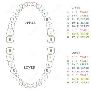 Teeth Numbering Chart:  4 Quadrants & Important Teeth Names