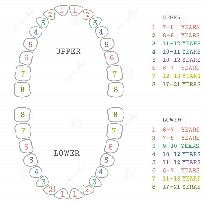 teeth-dental-chart