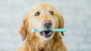 Dogs-dental-health