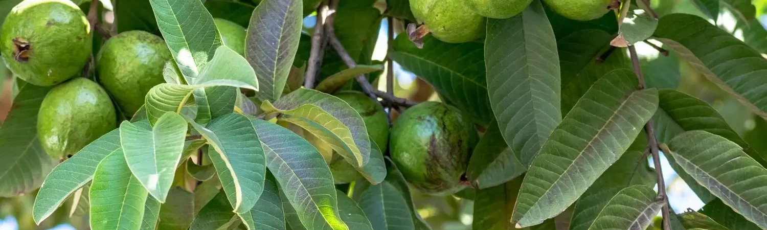 guava-leaf