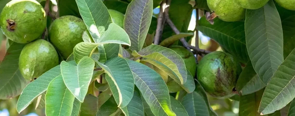 guava-leaf