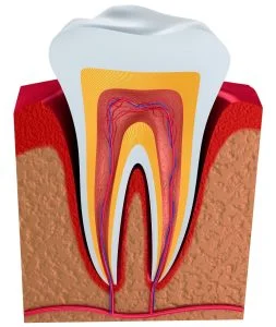 Qué es la dentina