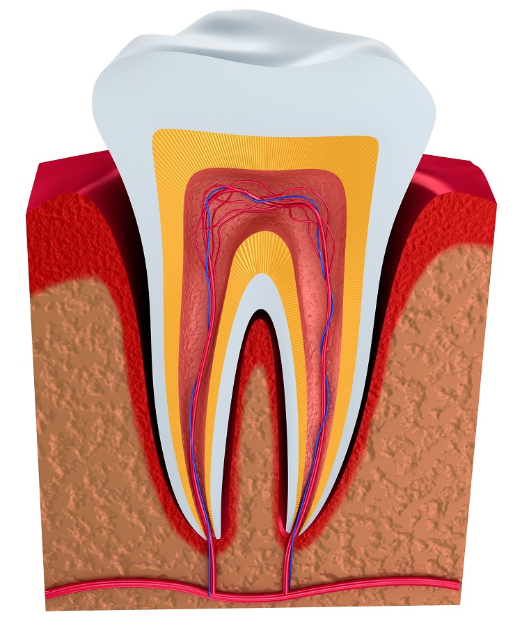 Qué es la dentina