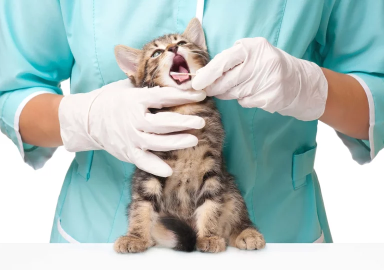 Salud dental de los gatos