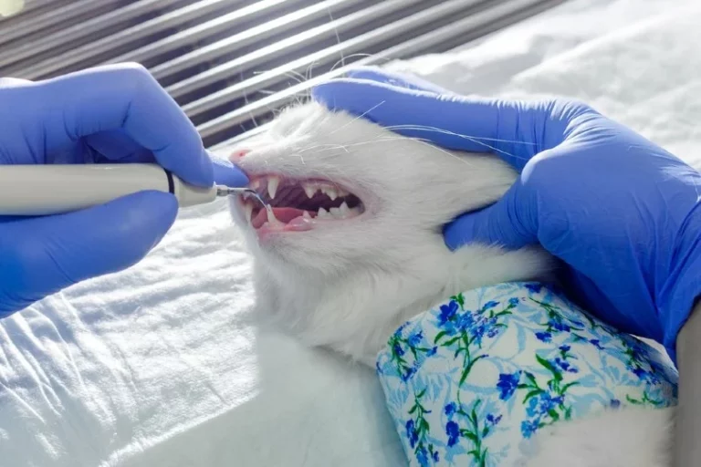 Salud dental de los gatos