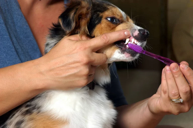 Salud Dental Para Perros