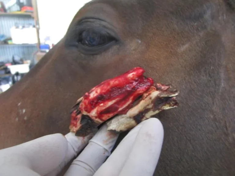 Horses dental Health