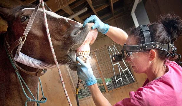 Salud dental para los caballos