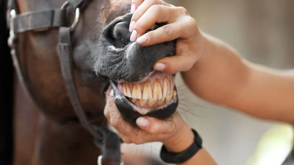 Salud dental para los caballos
