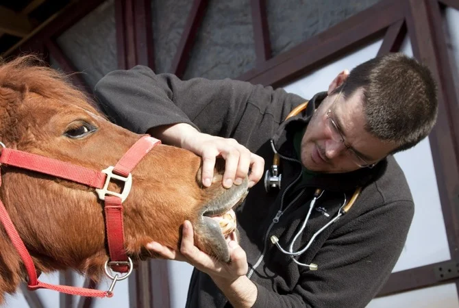Salud dental para los caballos