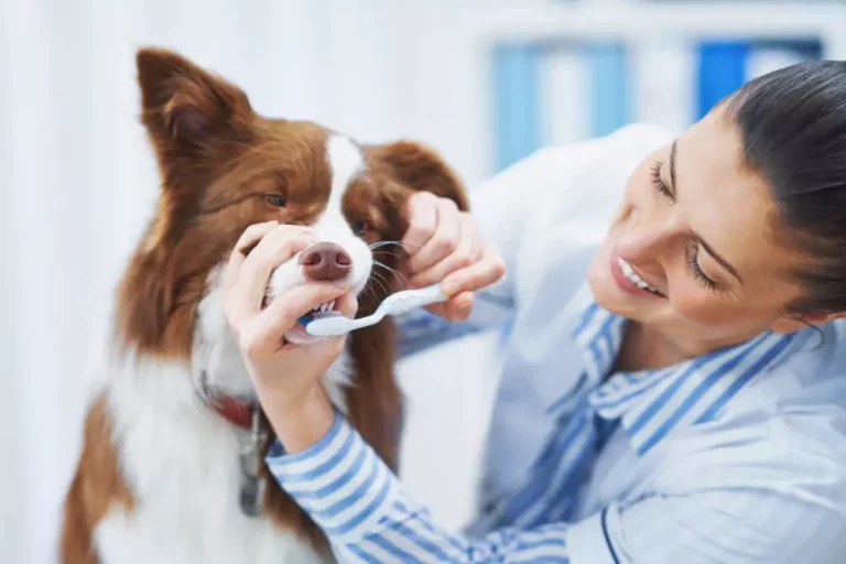Dogs dental health
