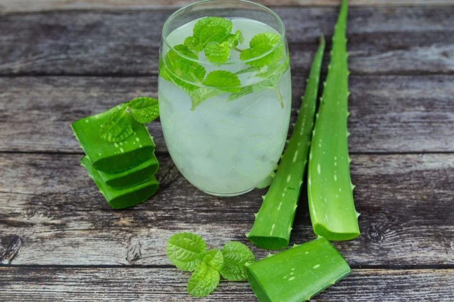 What Are Aloe Vera Top Healing Benefits for Gum Disease?