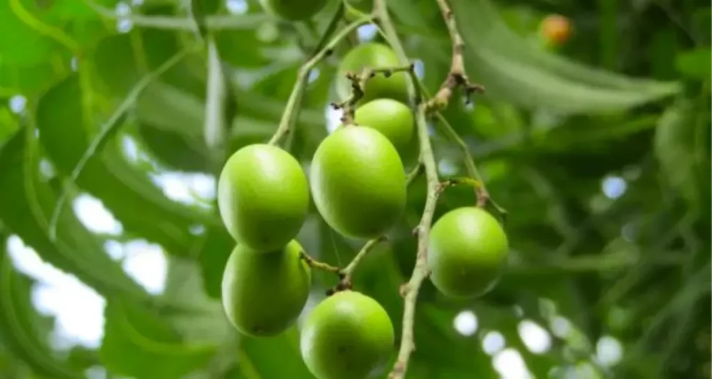 Productos caseros para el cuidado dental con Neem