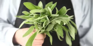 Enjuague bucal de salvia: Protege tu sonrisa de forma natural