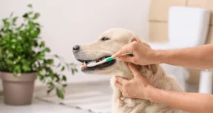 DIY Natural Toothpaste for Dogs: Step-by-Step Guide