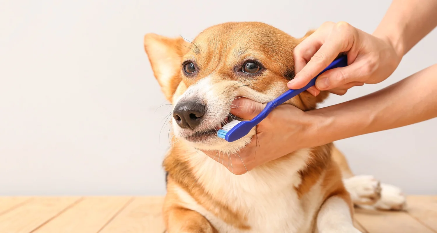 2 - ¿Por qué es importante el cuidado dental para los perros_ - pasta dental natural para perros