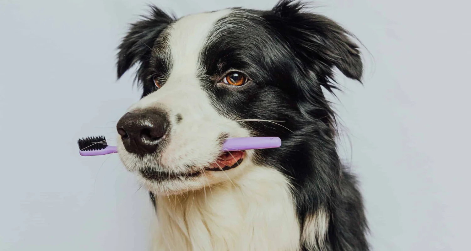 2 - Why Is Dental Care Important for Dogs - Natural Toothpaste for Dogs