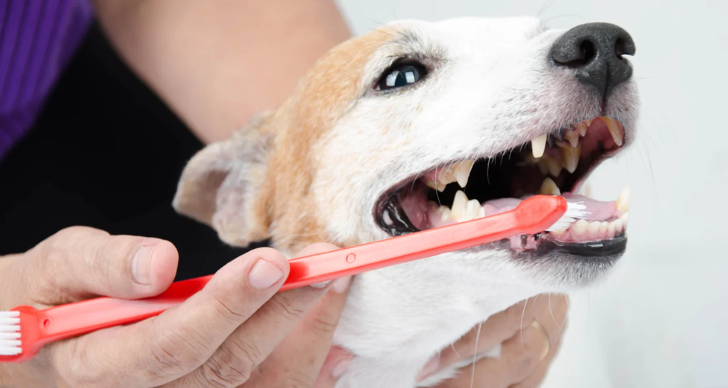 4 - Pasta dental natural para perros casera vs. comercial