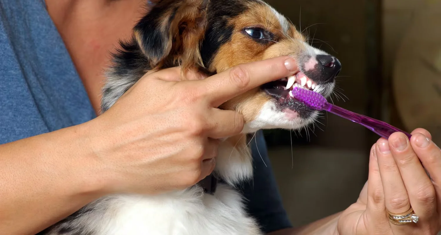 5 - Consejos para la limpieza de los dientes con pasta dental natural para perros