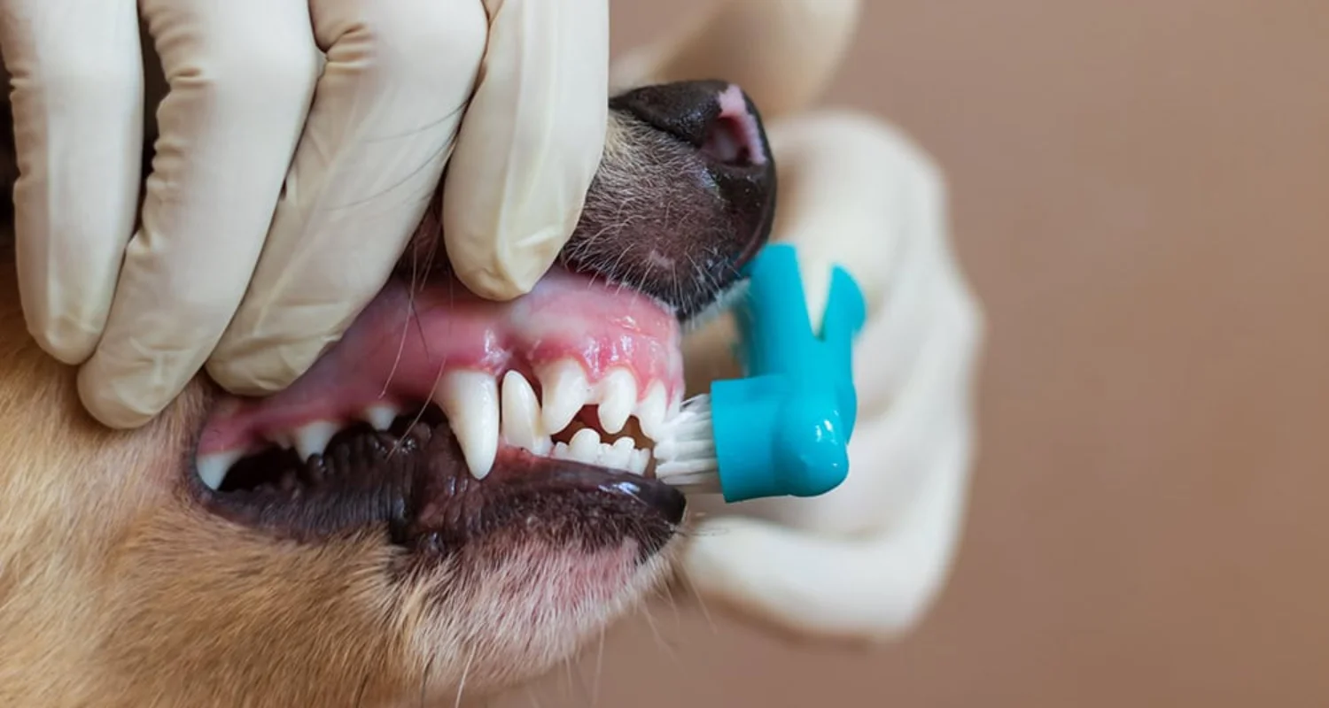 5 - Tips for Making Teeth Cleaning Easy with Natural Toothpaste for Dogs