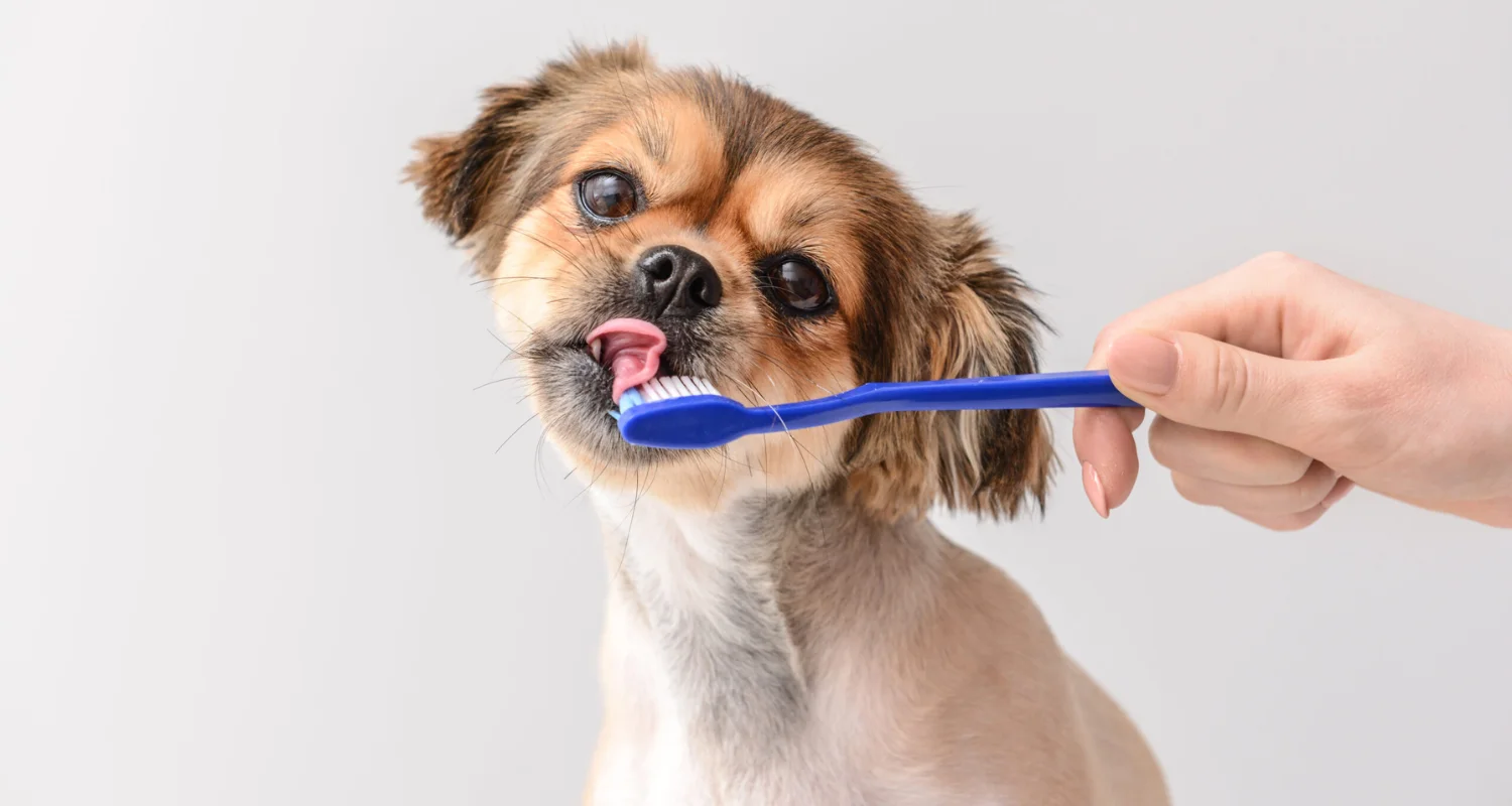 6 - Precautions When Using Natural Toothpaste for Dogs