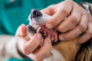Enfermedad periodontal en perros