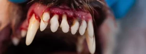 Gum Disease in Dogs: What Pet Owners Need to Know Today