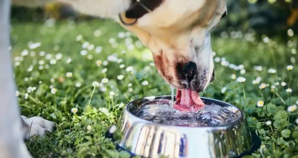 ¿Cómo asegurar una adecuada hidratación en perros?