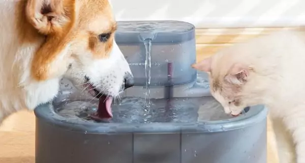 ¿Cuáles son los mejores productos para apoyar la hidratación en perros?