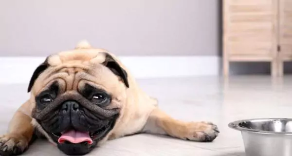 ¿Cuáles son los signos de deshidratación en perros?