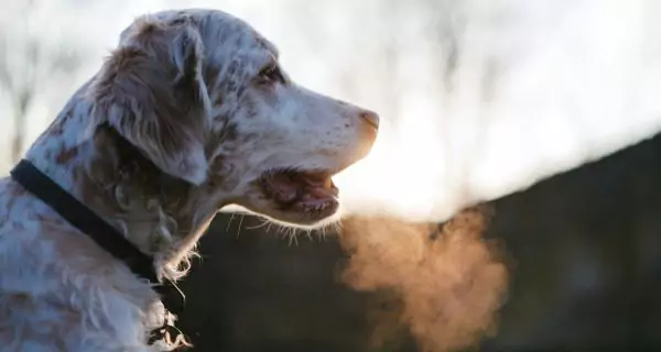 ¿Cuándo acudir al veterinario por problemas de hidratación o salud dental?