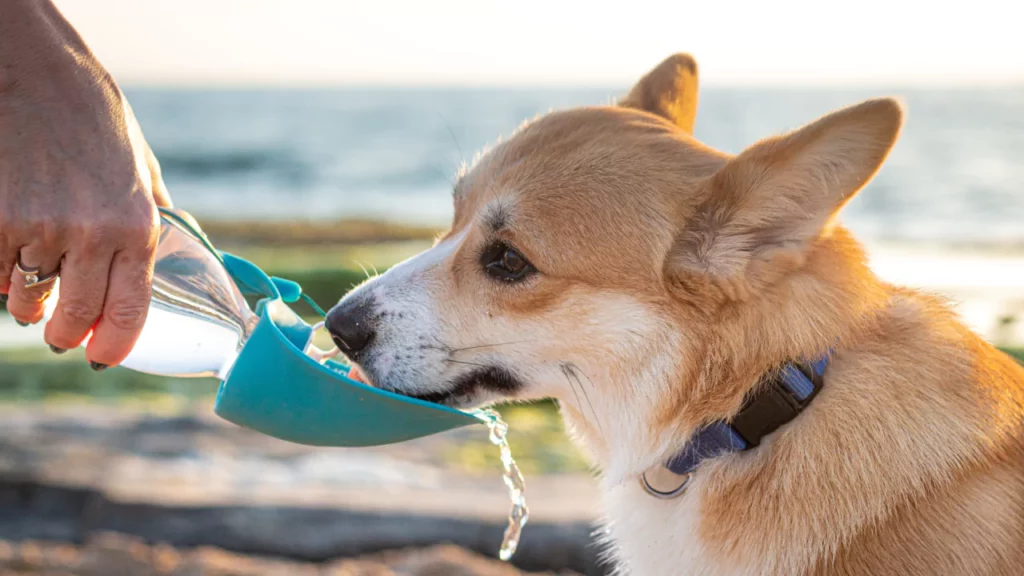 ¿Puede la hidratación en perros prevenir problemas dentales?