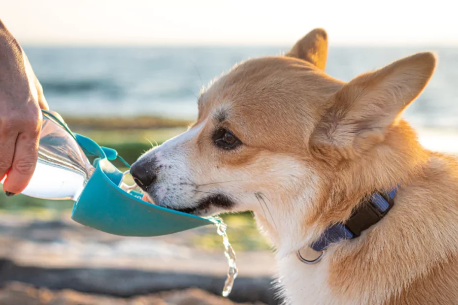 ¿Puede la hidratación en perros prevenir problemas dentales?