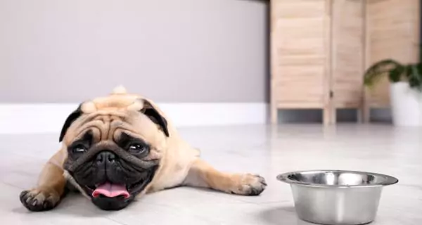 How can you spot dehydration in your pet?