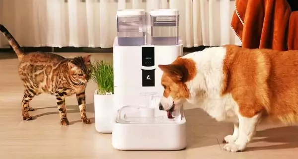 How to prevent dehydration in pets?