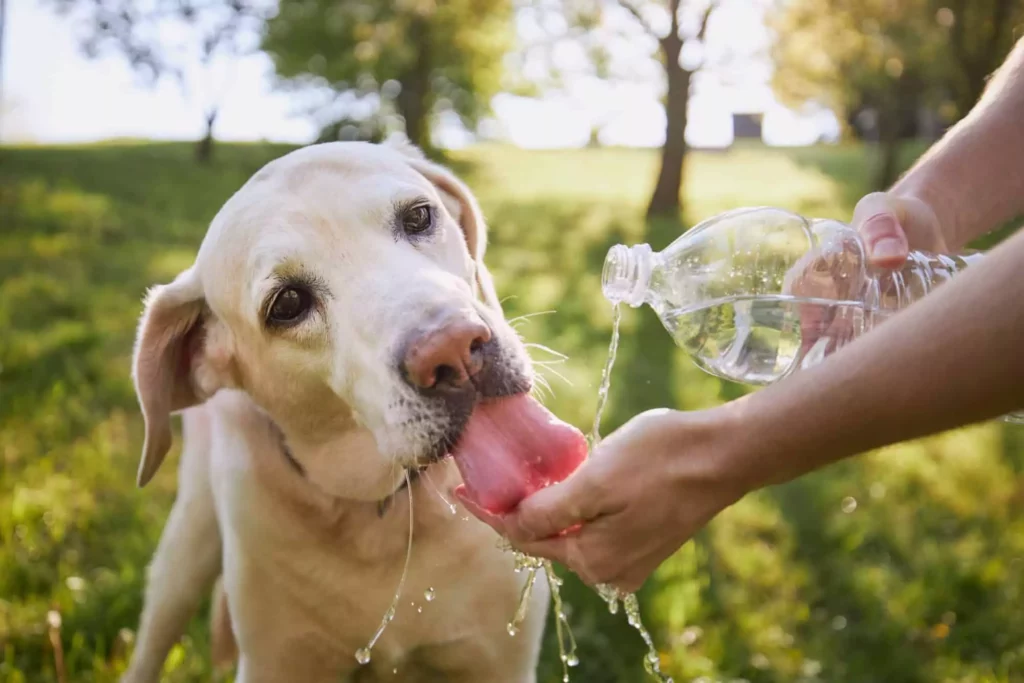 How Does Hydration in Pets Influence Their Oral Health?