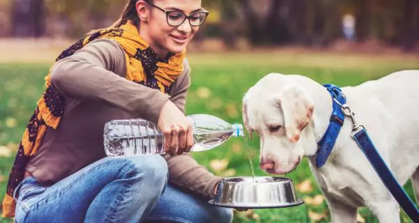 ¿Qué es la hidratación en perros y como afecta su salud bucal? 