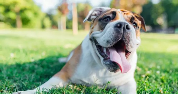 What are the causes of dry mouth and dehydration in pets?