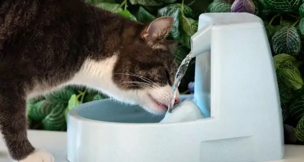 What is hydration in pets and how does it affect their oral health?
