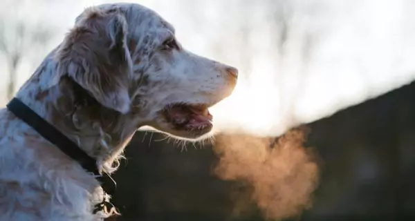 When should you see the vet for hydration or dental problems?