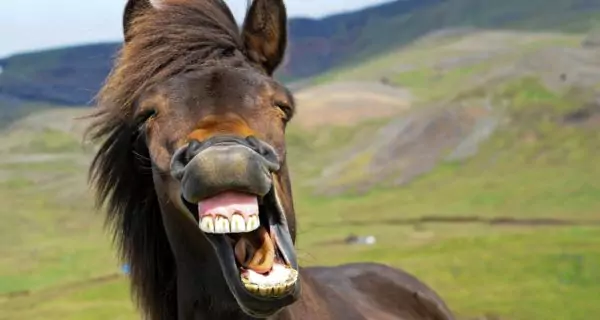 Can floating teeth improve behavior and performance?