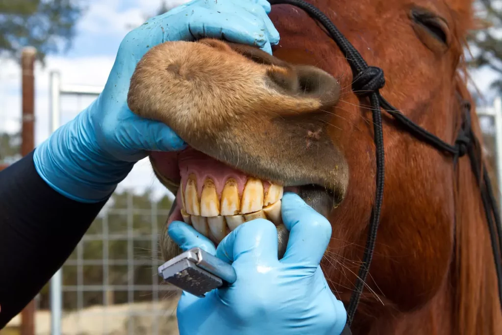 What Is Horse Teeth Floating and Why Is It Needed?
