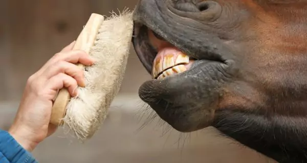 How is horse teeth floating performed? (step by step)