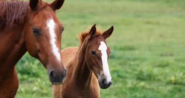 How often should a horse have its teeth floated?