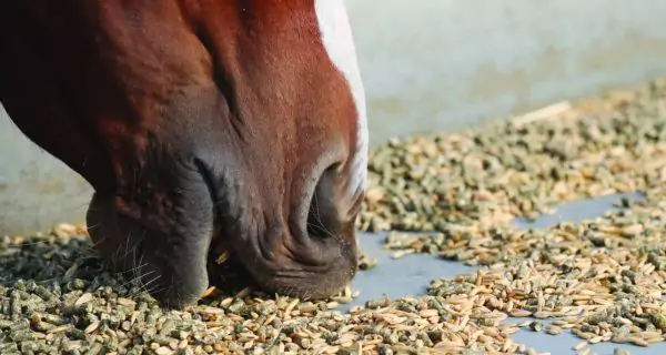 How to support your horse’s dental health between floats?
