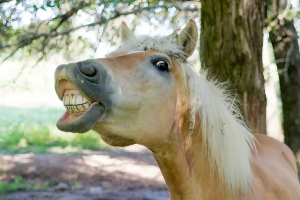 ¿Qué es el limado de dientes en caballos y para qué sirve?