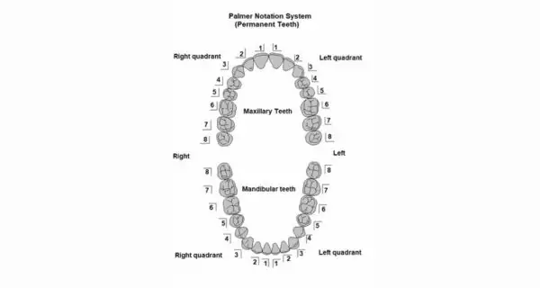 What is the Palmer tooth numbering system?