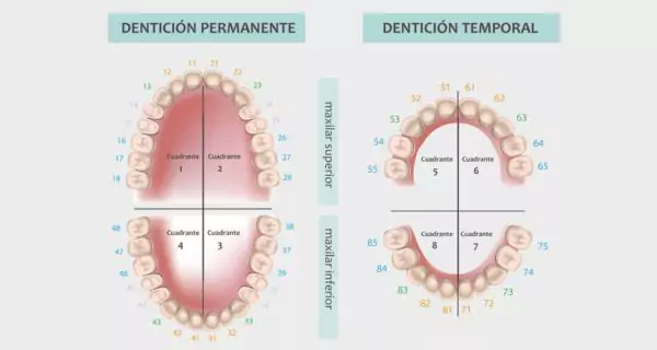 ¿Cuáles son los sistemas principales de numeración dental?